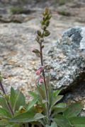 Digitalis purpurea